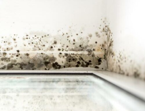 April Showers Bring… May Mold Issues?