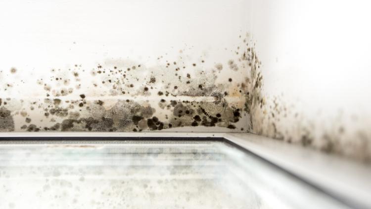 April Showers Bring… May Mold Issues?